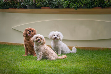 King Charles Cavalier and Bichon Frise and Cavachon sat on grass by a blank whitespace banner
