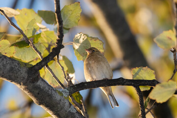 Common Chaffinch perched on a tree branch