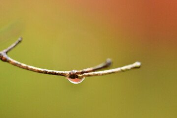枝のしずく