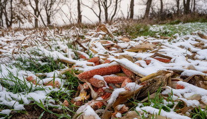Corn in the field among the first snow.