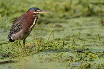 Green Heron