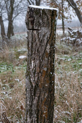 A tall tree trunk among the first snow.