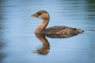 Pied-billed Grebe