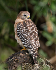 Red-shouldered Hawk