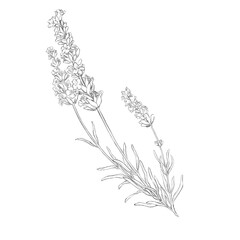 pencil sketch lavender with no color © LadyAshlyn