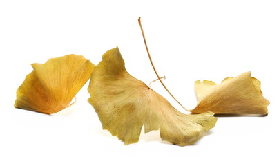 Ginkgo biloba dry yellow leaves isolated on white