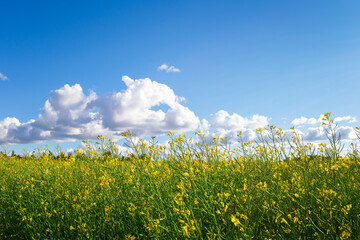 A beautiful summer picture of a Finnish mustard field.