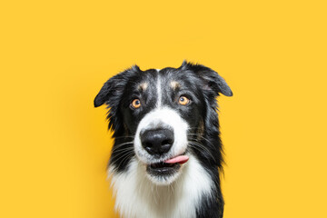 Portrait hunbgry border collie dog licking its lips with tongue looking at camera. Isolated on yellow background - obrazy, fototapety, plakaty