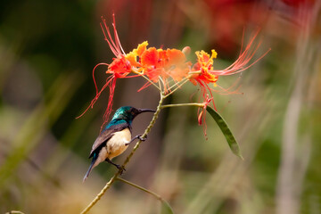 bird of paradise