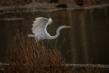Fototapeta premium Great Egret takes flight from the marsh
