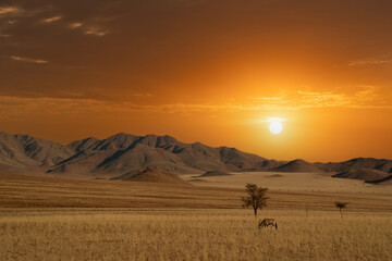Namibian desert with oryx in the foreground and sand dunes in the background Namibia