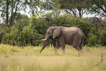Fototapeta premium large African elephant walking through the African bush
