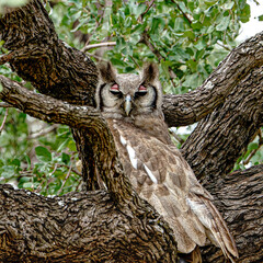 Verreaux's Eagle Owl, Kruger National Park, South Africa