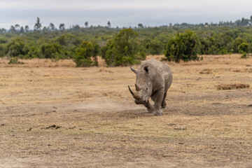 Fototapeta premium White Rhinoceros Ceratotherium simum Square-lipped Rhinoceros at Khama Rhino Sanctuary Kenya Africa.