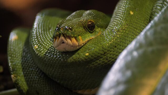 Closeup of a green tree python (Morelia viridis)