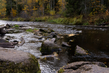 River in pine forest with stones and rapids