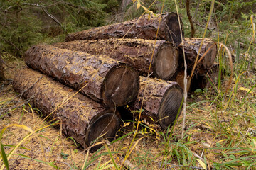 Felled trees in the forest on the grass