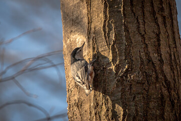 White-breasted Nuthatch on a tree trunk