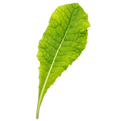 a single fresh green leaf for decoration