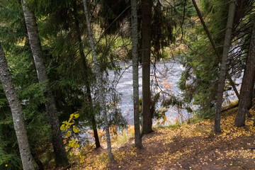View to the forest river from the hill throw the trees