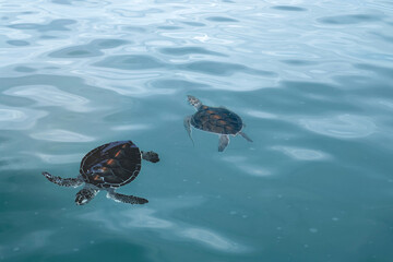 Two baby Hawksbill Turtles, sea turtle cubs swimming at the sea, swims and breathes air at the water surface, view from above