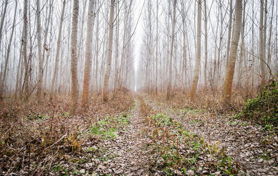 Poplar trees in the winter period of the year. The forest in the winter period of the year, covered with morning mist.