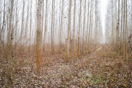 Poplar trees in the winter period of the year. The forest in the winter period of the year, covered with morning mist.
