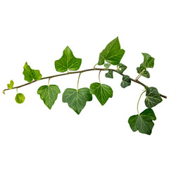 a single fresh ivy liana with leaf - obrazy, fototapety, plakaty