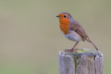 European robin (Erithacus rubecula) perched on a post, Scotland