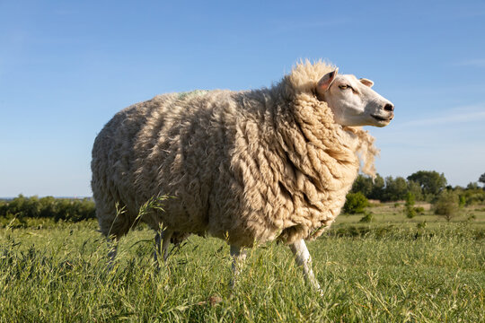wool_sheep