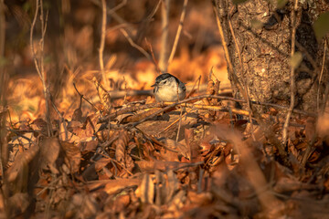 White-breasted Nuthatch looking for food on the ground