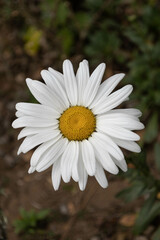 Obraz premium white daisy in the garden