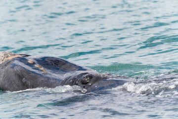 Fototapeta premium A Southern Right Whale Surfaces in South Afrtica off the Western Cape and Displays its Hard to see Eye