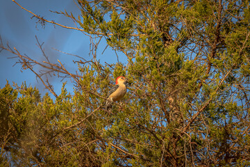 Red-bellied Woodpecker perched on a Juniper tree