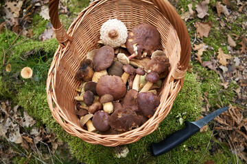 Pine boletes and other mushrooms in a basket on the forest floor with a knife