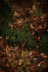 green moss on the tree