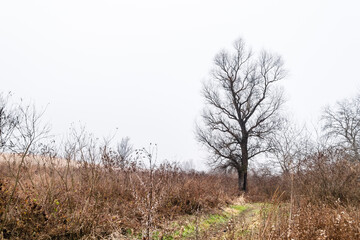 Poplar trees in the winter period of the year. The forest in the winter period of the year, covered with morning mist.