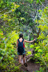 Naklejka na ściany i meble girl with backpack walks among dense green vegetation on kuliouou ridge trail on oahu, hawaii, hiking on mountains in hawaii, active recreation in hawaii