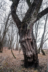 Poplar trees in the winter period of the year. The forest in the winter period of the year, covered with morning mist.