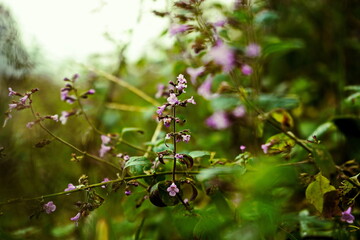 purple flower