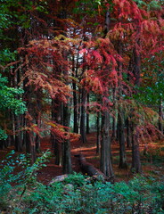 autumn in the forest