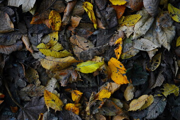 Yellow background
