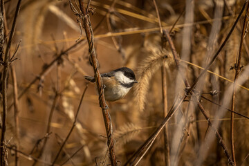 Black-capped Chickadee perched on a plant stem