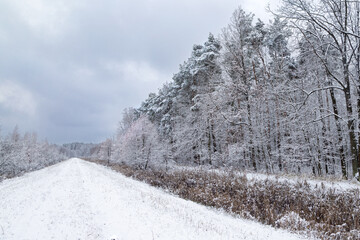 Śnieżna zima w lesie © KoLesfot