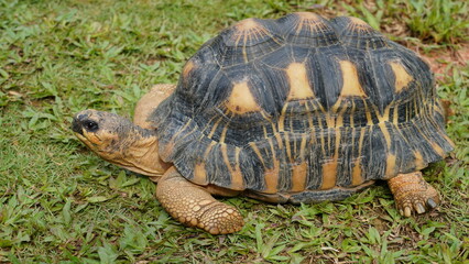 Astrochelys radiata | Radiated tortoise | 射紋龜