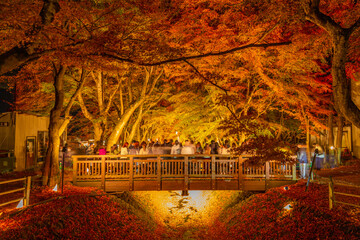 Fototapeta na wymiar 日本の美しい紅葉
