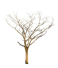 Fototapeta na wymiar tree silhouette isolated on white. dead tree isolated on white