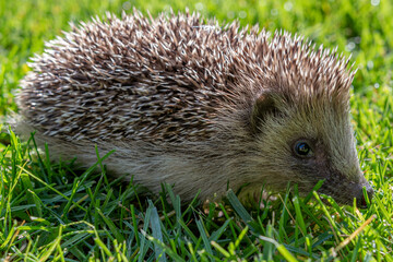Igel im grünen Gras