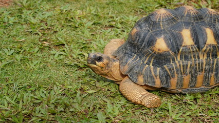 Astrochelys radiata | Radiated tortoise | 射紋龜