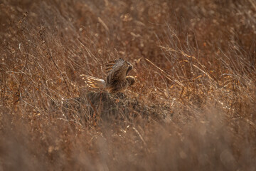 Female Northern Harrier takes off from a log